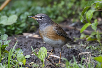 Nature wildlife image of Eyebrow thrush bird on nature jungle