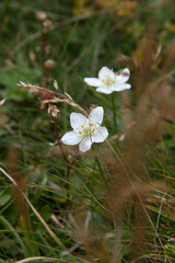 Parnassia palustris flower in the alp mountains in august in .Puchberg am Schneeberg, Niederösterreich, Austria