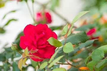 들장미와 하늘과 카피공간