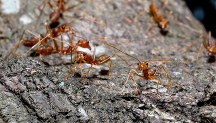 Close up small red ants on brown dry twig
