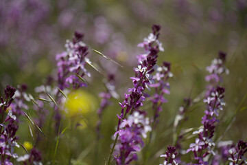 Flora of Gran Canaria - lilac flowers of crucifer plant Erysimum albescens, endemic to the island natural macro floral background
