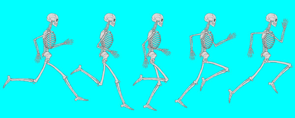 Running Cycle Of White Human Skeleton On Blue Background Vector Drawing
