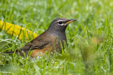 Nature wildlife image of Eyebrow thrush bird on nature jungle