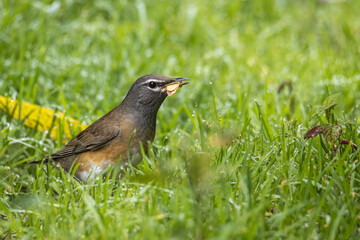 Nature wildlife image of Eyebrow thrush bird on nature jungle