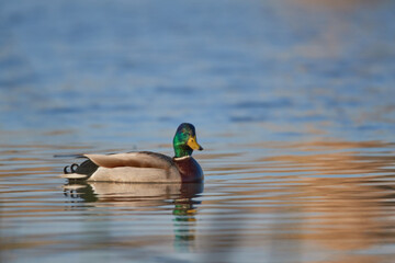 Fototapeta premium Duck swims in Lake Constance