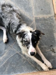 cachorro olhando para cima