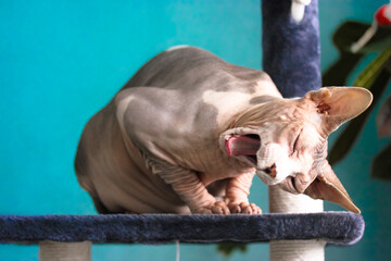 Canadian Sphynx cat is sitting on a scratching post in funny pose and yawning.