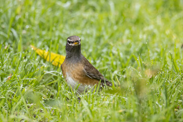 Nature wildlife image of Eyebrow thrush bird on nature jungle