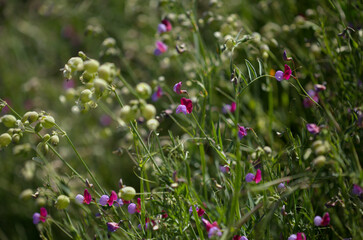 Flora of Gran Canaria -  Lathyrus clymenum, Spanish vetchling natural macro floral background
