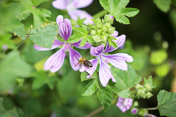 Honey bee is collecting pollen from flower. Bee on a flower.