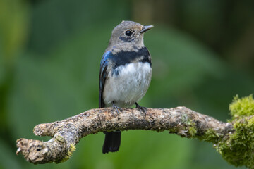 Juvenile Blue-and-white Flycatcher, Japanese Flycatcher male blue and white color perched on a tree