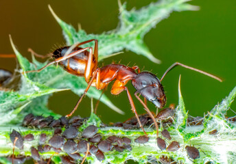That eats macro aphids of an ants on Silybum marianum (Milk Thistle) , 
Medical plants; pesticide-free biological pest control on natural enemies; organic farming concept
