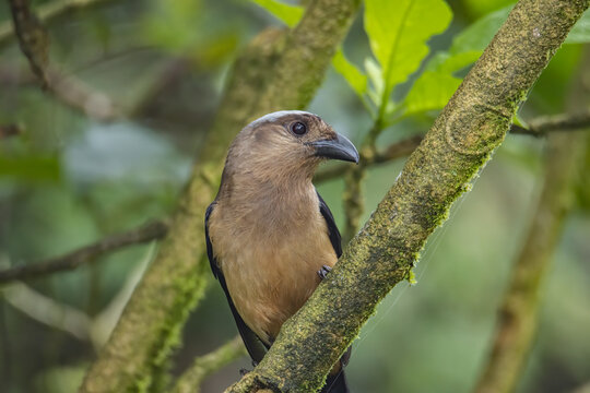 Nature wildlife image of beautiful huge bird Bornean Treepie (Dendrocitta Cinerascen) known also endemic to Borneo Island