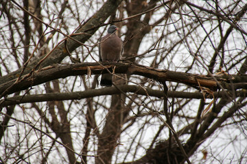columba palumbus