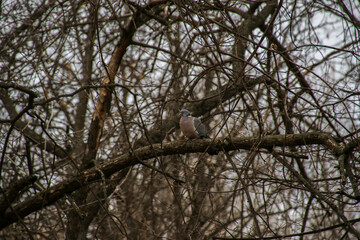 Fototapeta na wymiar Photo of a wild bird in a wood pigeon