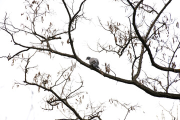 columba palumbus