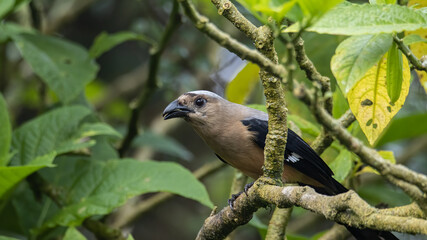 Nature wildlife image of beautiful huge bird Bornean Treepie (Dendrocitta Cinerascen) known also endemic to Borneo Island