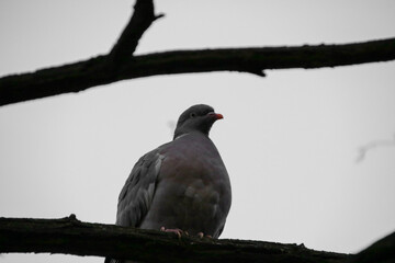 Photo of a wild bird in a wood pigeon