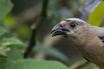 Nature wildlife image of beautiful huge bird Bornean Treepie (Dendrocitta Cinerascen) known also endemic to Borneo Island