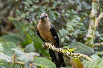 Nature wildlife image of beautiful huge bird Bornean Treepie (Dendrocitta Cinerascen) known also endemic to Borneo Island