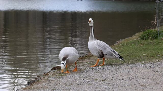 The bar-headed goose, Anser indicus is a goose that breeds in Central Asia in colonies of thousands near mountain lakes and winters in South Asia, as far south as peninsular India. Seen in the English