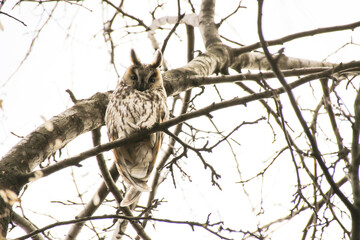 Spring owl sitting on a branch
