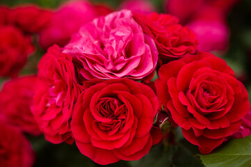 Naklejka premium 気高い薔薇