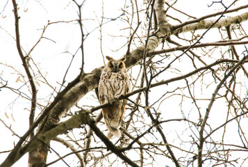 Photo of an owl on a tree