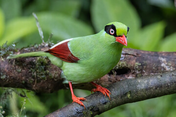 Fototapeta na wymiar Nature wildlife image of green birds of Borneo known as Bornean Green Magpie