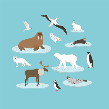 Polar animals vector set on blue background. Arctic animals on ice in circle illustration with polar bear, walrus, reindeer, harp seal, arctic fox and hare, emperor penguin and more