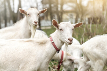 Portrait of a funny goat with red collar. Two goats looking to camera