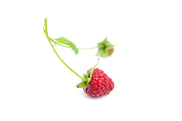 Fresh raspberry fruit on stem with green leaf isolated on white background