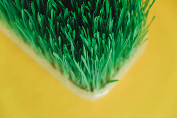 Sprouted green grass in a transparent plastic container on a yellow background. Top view. Copy, empty space for text