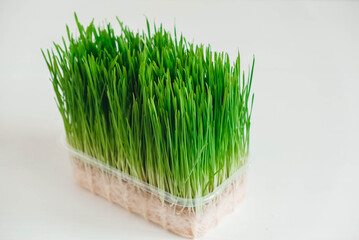 Grass sprouts in a transparent plastic container on a white background. Copy, empty space for text