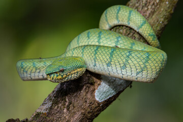 A very venomous and endemic snake Sabah Pit Viper Bornean Keeled Pit Vipe with nature green background