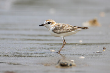 Nature wildlife image of Malaysian plover is a small wader that nests on beaches and salt flats in Southeast Asia.