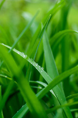 Dew drops on green grass. A close look.