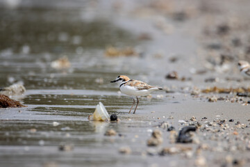 Nature wildlife image of Malaysian plover is a small wader that nests on beaches and salt flats in Southeast Asia.