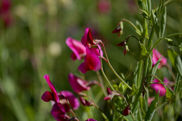 Flora of Gran Canaria -  Lathyrus tingitanus, Tangier pea natural macro floral background
