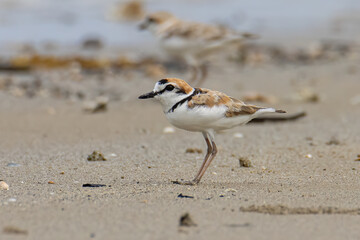 Nature wildlife image of Malaysian plover is a small wader that nests on beaches and salt flats in Southeast Asia.