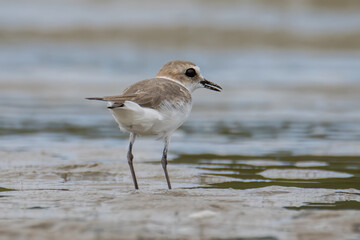 Nature wildlife image of Sand plover water bird on beach
