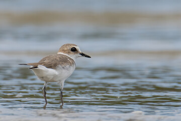 Nature wildlife image of Sand plover water bird on beach