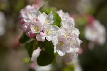 Horticulture of Gran Canaria -  blossoming apple tree branches natural macro floral background
