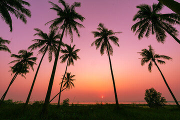 Summer season Sunset with coconut tree in twilight time at beach