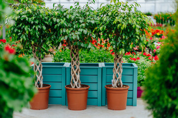 Big ficus tree with wicker trunk in plastic pot in the flower shop. Row of blooming plants indoors. Botanical garden, flower farming, horticultural industry.