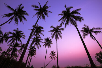 Summer season Sunset with coconut tree in twilight time at beach