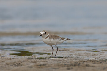 Obraz premium Nature wildlife image of Sand plover water bird on beach