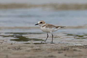 Nature wildlife image of Sand plover water bird on beach