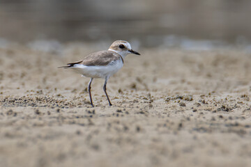 Nature wildlife image of Sand plover water bird on beach