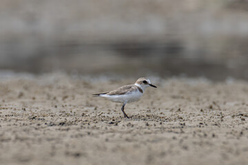 Nature wildlife image of Sand plover water bird on beach